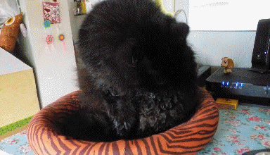 La toilette de Poussy