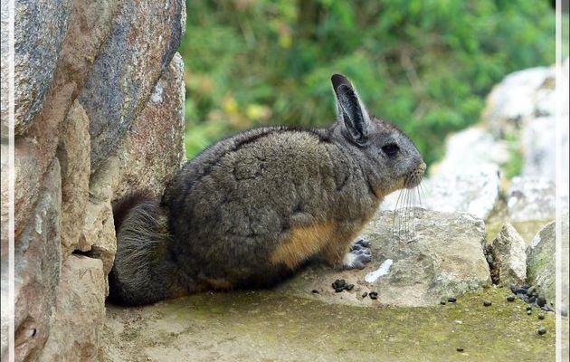 La viscache des montagnes oubliée (Lagidium viscacia) - Machu Picchu - Pérou