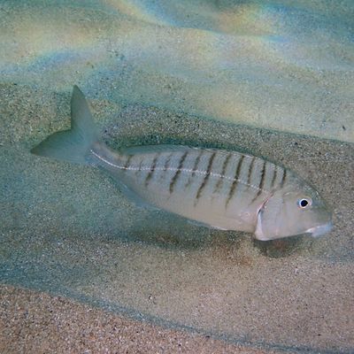 Une courte plongée crépusculaire à l'Anse du Rouet