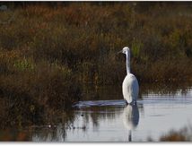 Aigrette garzette - Egretta garzetta 