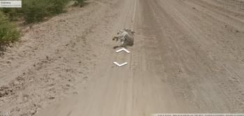 Cet âne a-t-il été renversé par un véhicule de Google Street View ?