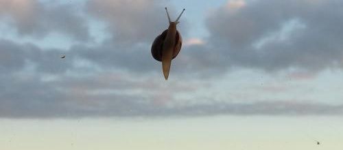 ... escargot vole...?