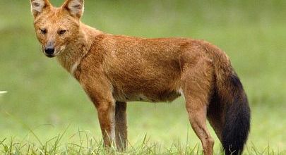 Le dhole