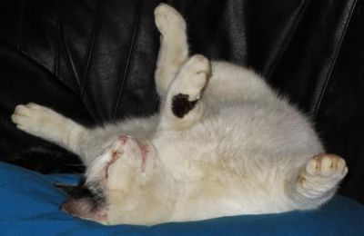 Pito et le stress