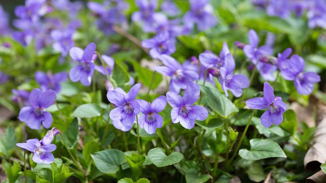 La violette, petite fleur de printemps