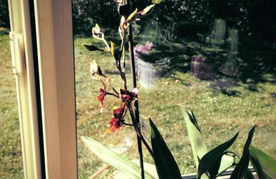 Cambria enfin fleurie