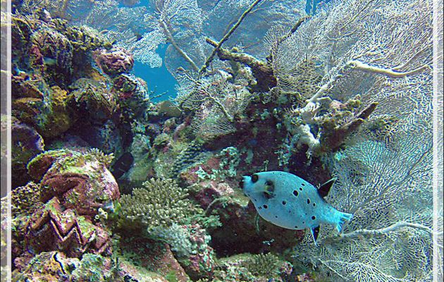 Poisson-ballon à taches noires, Tétrodon jaune, Tétrodon à taches noires, Backspotted puffer (Arothron nigropunctatus) - Nosy Mitsio - Madagascar