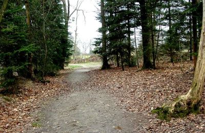 Weekend en forêt pour cette 8ème journée internationnale 
