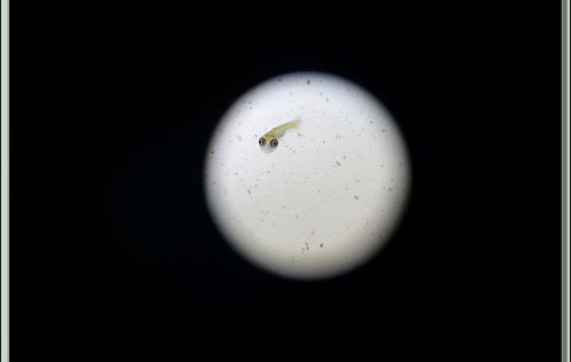 10 juillet: Macro d'alevin de poissons rouges de mon bassin - Lartigau - Milhas - 31