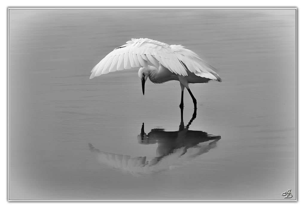 04 - Oiseaux
