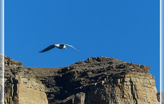 Goéland bourgmestre, Glaucous Gull (Larus hyperboreus) ??? - Crocker Bay - Devon Island - Baffin Bay - Nunavut - Canada