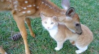 Rencontre d'un faon et d'un chat