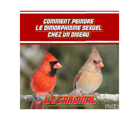 Dessin et peinture - vidéo 4510 : Comment peindre le dimorphisme sexuel chez un oiseau ( le cardinal) ? - huile, acrylique.