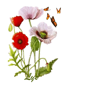 Fleurs de rocaille et rouille sur le port