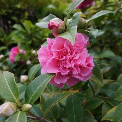 Première floraison des camélias