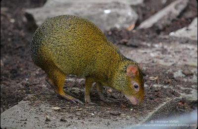 La Ménagerie, Zoo du Jardin des Plantes :  L'Agouti à dos noir 