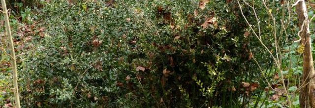 Ruscus aculeatus - petit houx - fragon