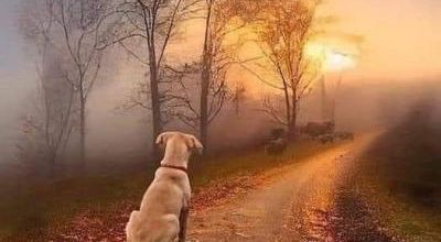 Poème d'un chien