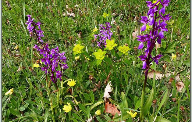 Euphorbes et orchis mâles - Sauveterre de Comminges / Régades - 31