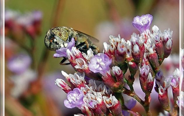 Syrphe aux yeux tachés, Éristale sépulcrale, Small Spotty-eyed Dronefly (Eristalinus sepulchralis) sur Lavande de mer (Statice ou Limonium) - La Couarde-sur-Mer - Ile de Ré - 17