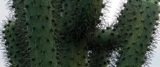 Lanzarote : Jardin des cactus