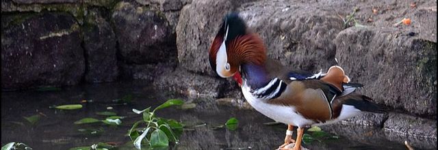 La Ménagerie, Zoo du Jardin des Plantes : La grande volière : Canard Mandarin