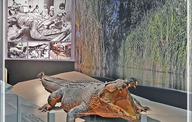Visite du "Museum and Art Gallery of the Northern Territory" de Darwin (Australie), entre les croisières Kimberley et Papouasie - Papouasie-Nouvelle-Guinée