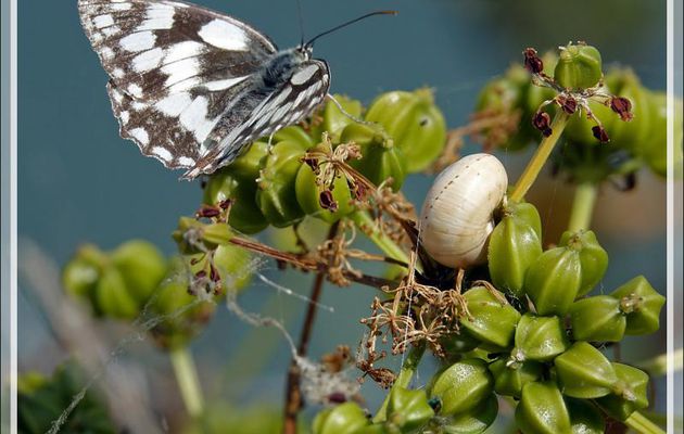 Le papillon-demi-deuil et l'escargot sur graines vertes de maceron (poivre du saunier) - Ars-en-Ré - Ile de Ré - 17