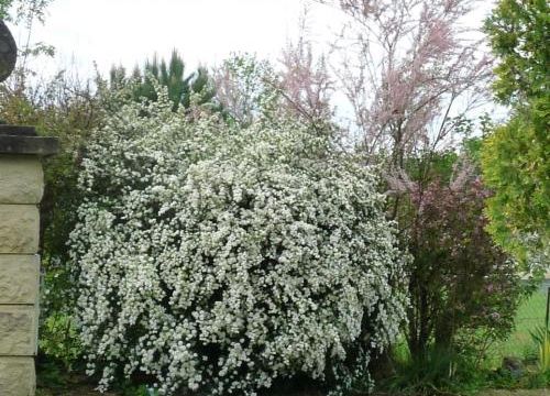 Quelques fleurs d'Avril