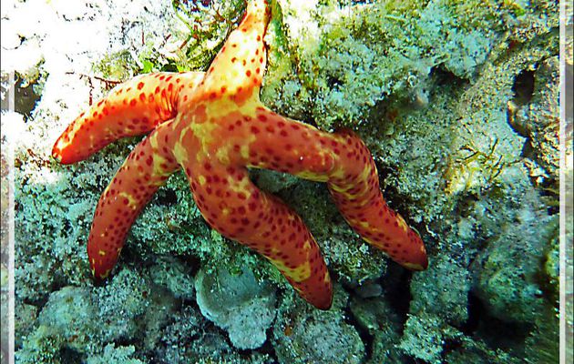Comète de mer spécimen rouge et jaune, Astérie-comète, Comet starfish, Dalmatian linckia starfish (Linckia multifora) - Moofushi - Atoll d'Ari - Maldives