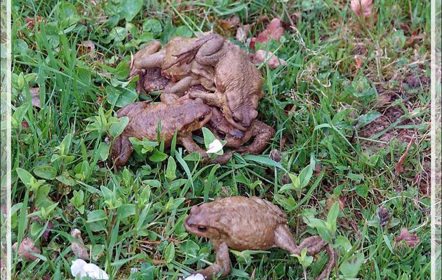 Amplexus chez les Crapauds communs (Bufo bufo) : combat de catch lors de la saison des amours - Lartigau - Milhas - 31