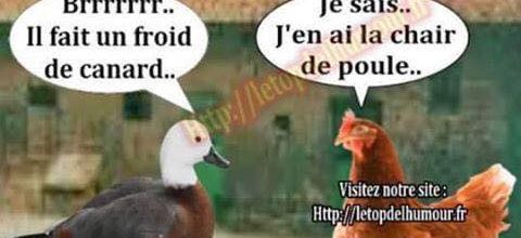 La basse-cour, canard, poule, caille