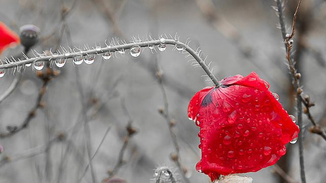 Méditer la tristesse
