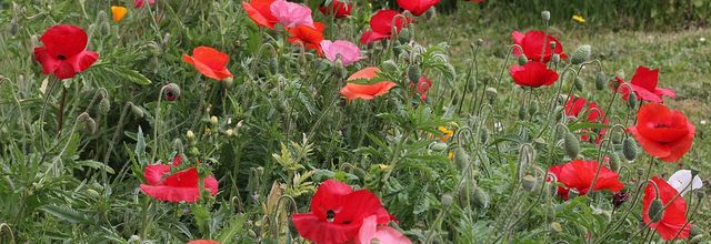 Le jardin des coquelicots