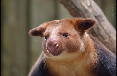 La Ménagerie, Le Zoo du Jardin des Plantes : Le dendrolague de Goodfellow