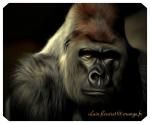 fonds ecran animaux 2017