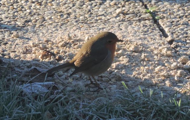 les oiseaux viennent manger