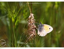 Procris - Coenonympha pamphilus - Nymphalidae Satyrinae