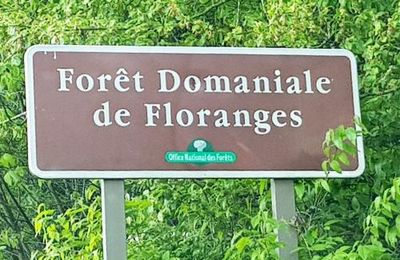 Bain en Forêt de Flaoranges - La Chapelle Neuve Morbihan - Le ruisseau