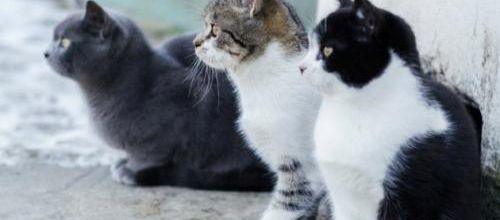 Influence de la couleur du chat sur son comportement