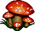 779 - Quand le bois devient champignons !