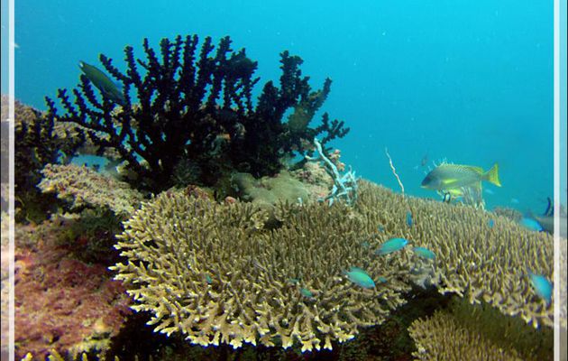 Corail-soleil noir, Tubastrée verte, Tubastrée arborescente, Branching black sun coral, Green tube coral (Tubastraea micranthus) - Nosy Mitsio - Madagascar