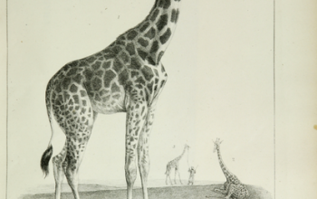 La girafe offerte par Méhémet Ali à Charles X arrive à Paris