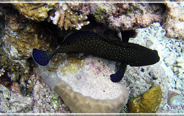 Mérou paon ou céleste ou Vieille cuisinière, Bluespotted grouper (Cephalopholis argus) - Snorkeling à Athuruga - Atoll d'Ari - Maldives