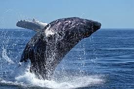Le chant des baleines