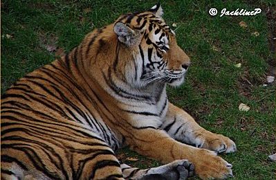 Canada (13) - Zoo de St Felicien (2)