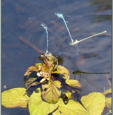 Conférence au sommet chez les Libellules Agrion jouvencelle (Coenagrion puella) - Boucou - Sauveterre-de-Comminges - 31