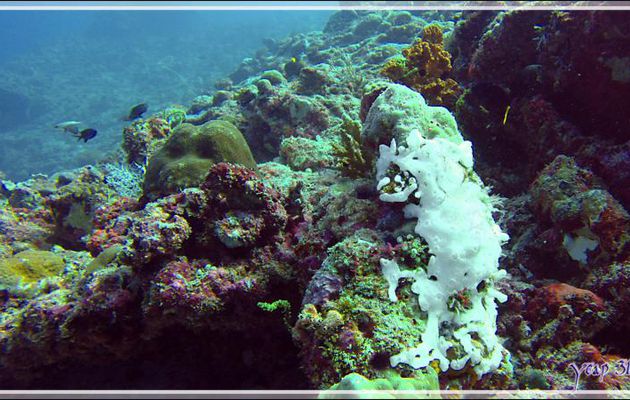 Éponge encroûtante blanche - Himandhoo Kandu - Atoll d'Ari - Maldives