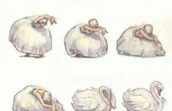 Cygne. ♚