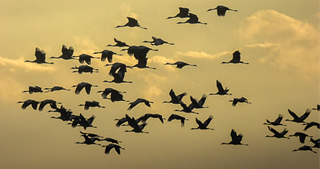 Migrations ... 